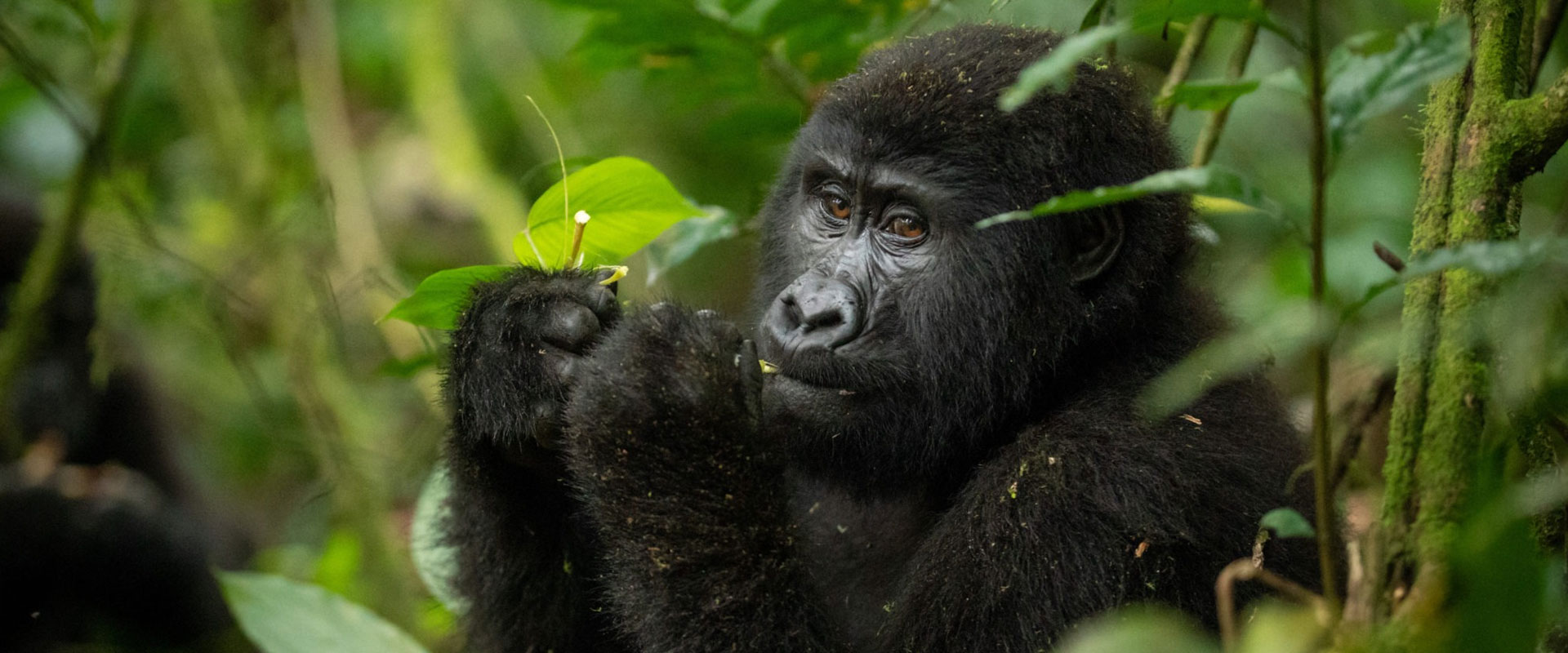 Uganda-Gorilla-Safaris