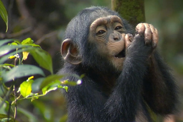 Gorilla Tracking & Nyungwe Chimp Safari