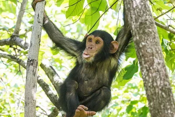 Gorilla Tracking & Nyungwe Chimp Safari