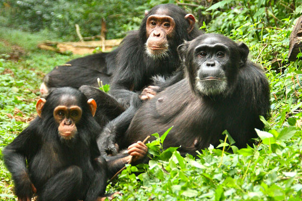 Gorillas Uganda Safaris