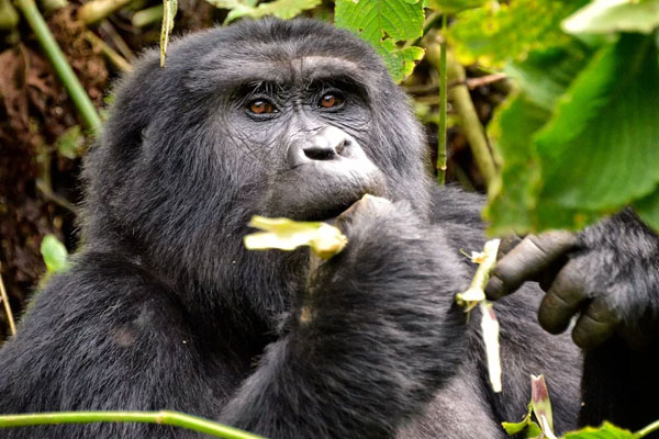 Gorillas Uganda Safaris