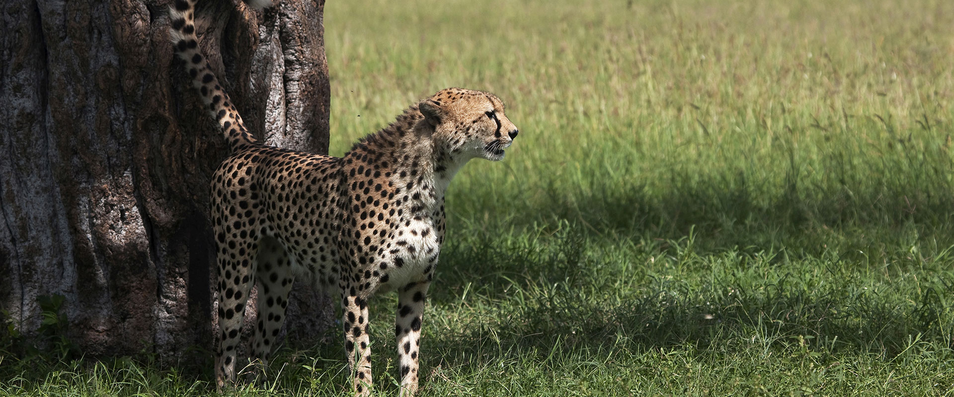 Kenya Safari Activities