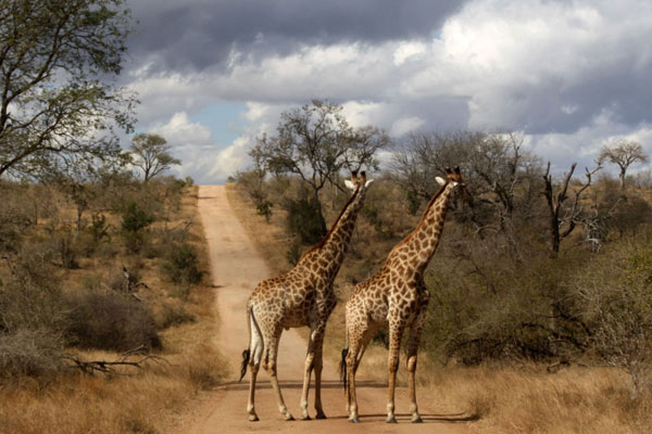 South-Africa-Safari