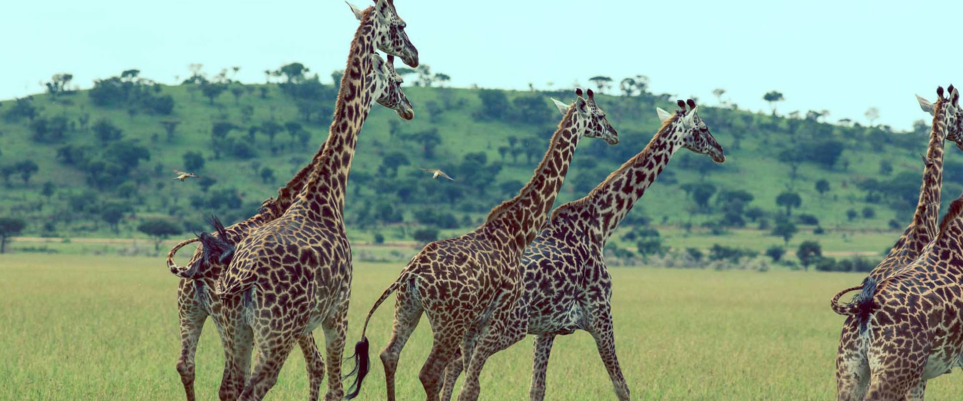 Tanzania National Parks - 16 Best National Parks in Tanzania