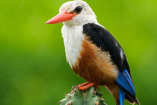 Uganda-Birding-Safari