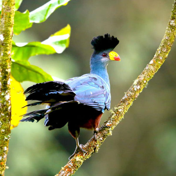 Uganda-Birding-Safaris