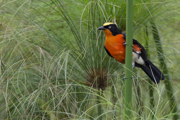 Uganda-Birding-Safaris