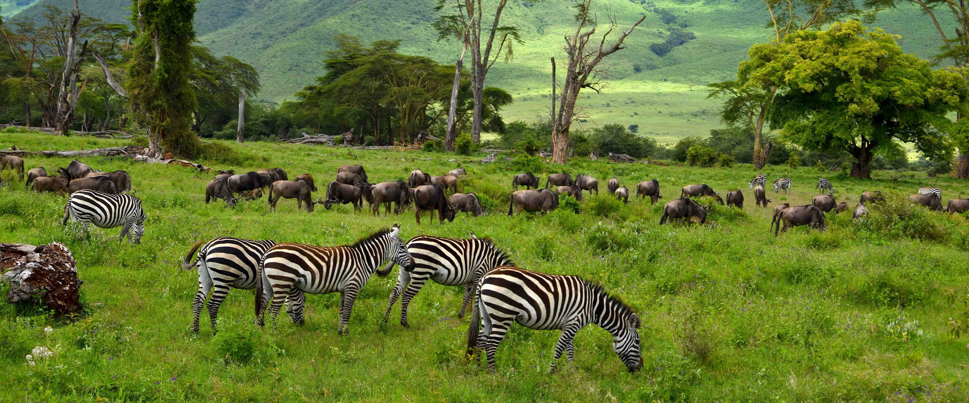 Uganda Safari Faqs
