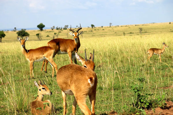 Uganda Safari