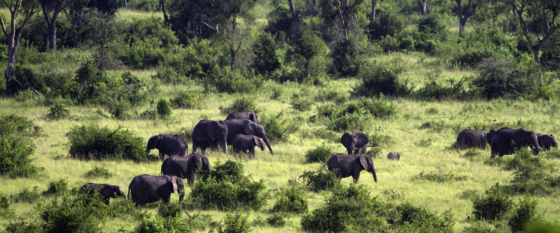 Uganda Wildlife & Culture Safari