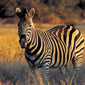 South Africa Safaris