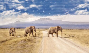 The Magical Kenya Adventure Safari