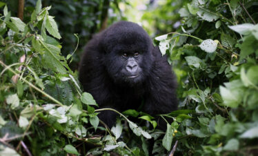 Primate Habituation Expedition