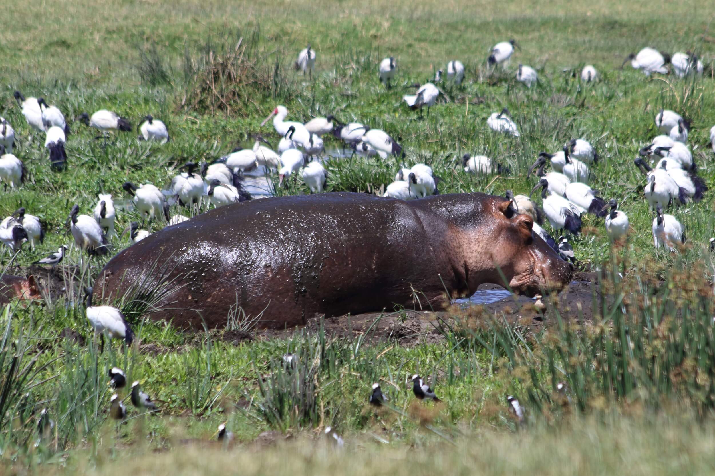Explore Ngorongoro, Serengeti and Manyara