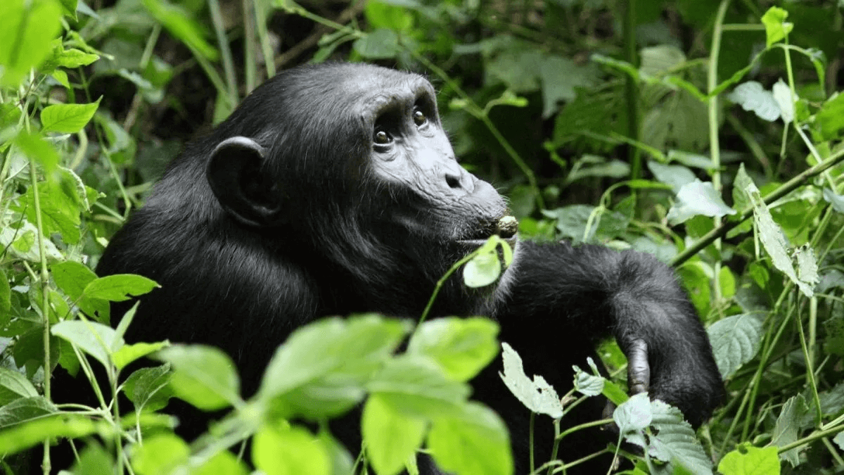 Uganda Primates Exclusive