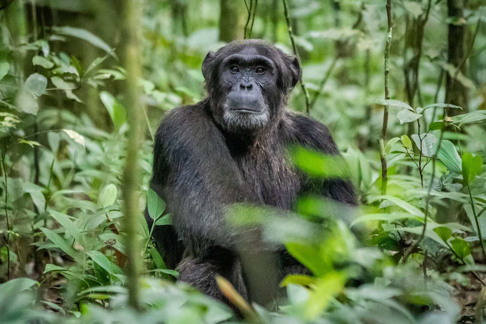Chimpanzee-Kibale-Forest