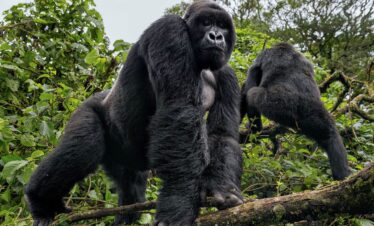 Rwanda Gorilla Safari Express