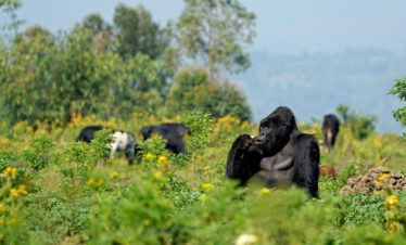 Low Land and Mountain Gorillas