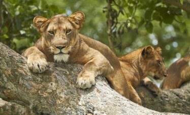 Chimps, Gorillas and Lions