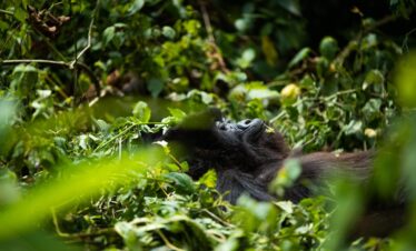 Rwanda Gorilla Safari