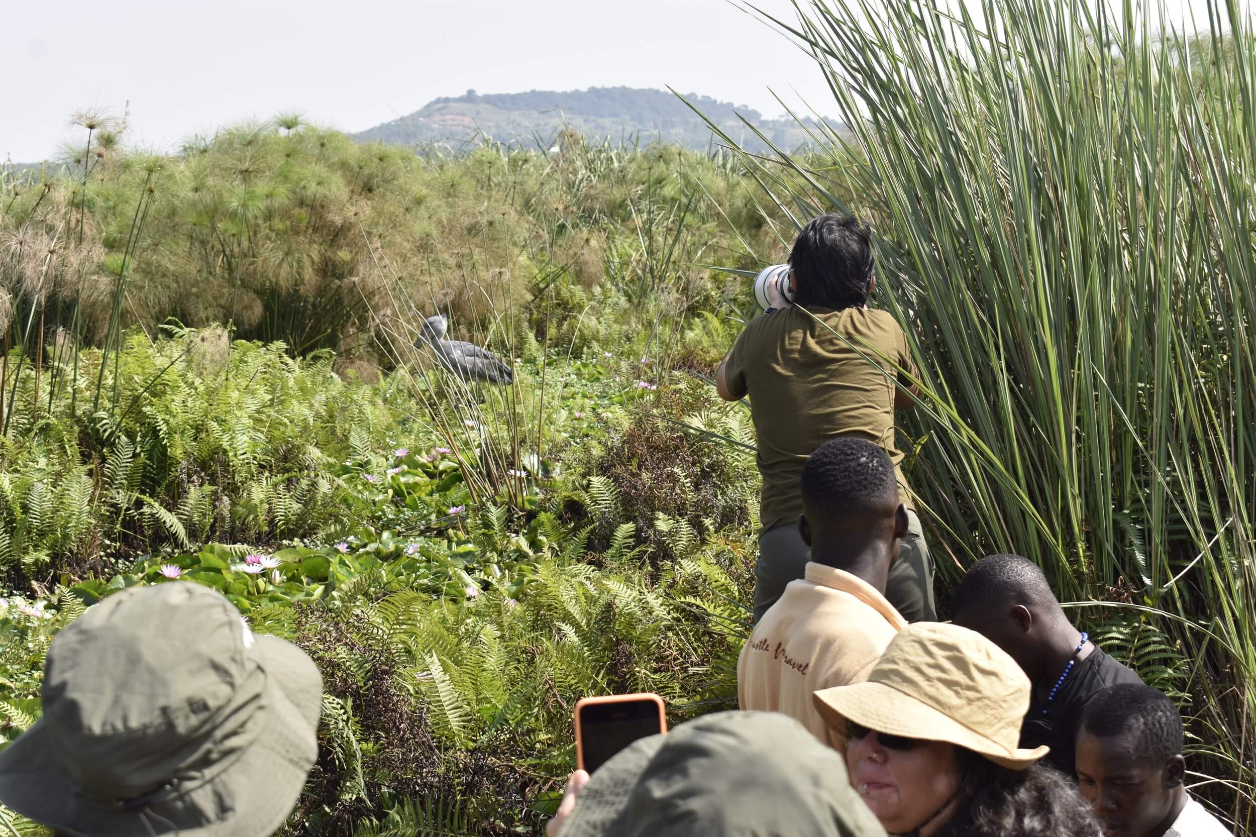 Mabamba Shoebill Tour – Half Day