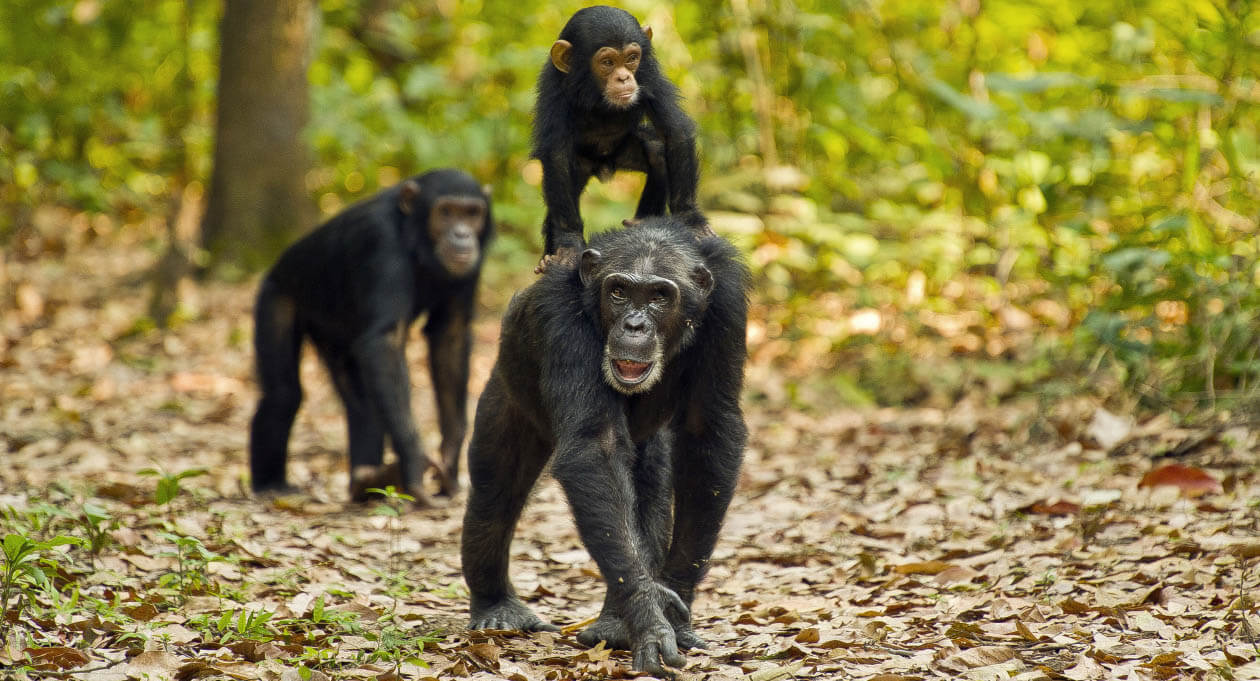 Exclusive Wilderness Safari & Chimp Habituation
