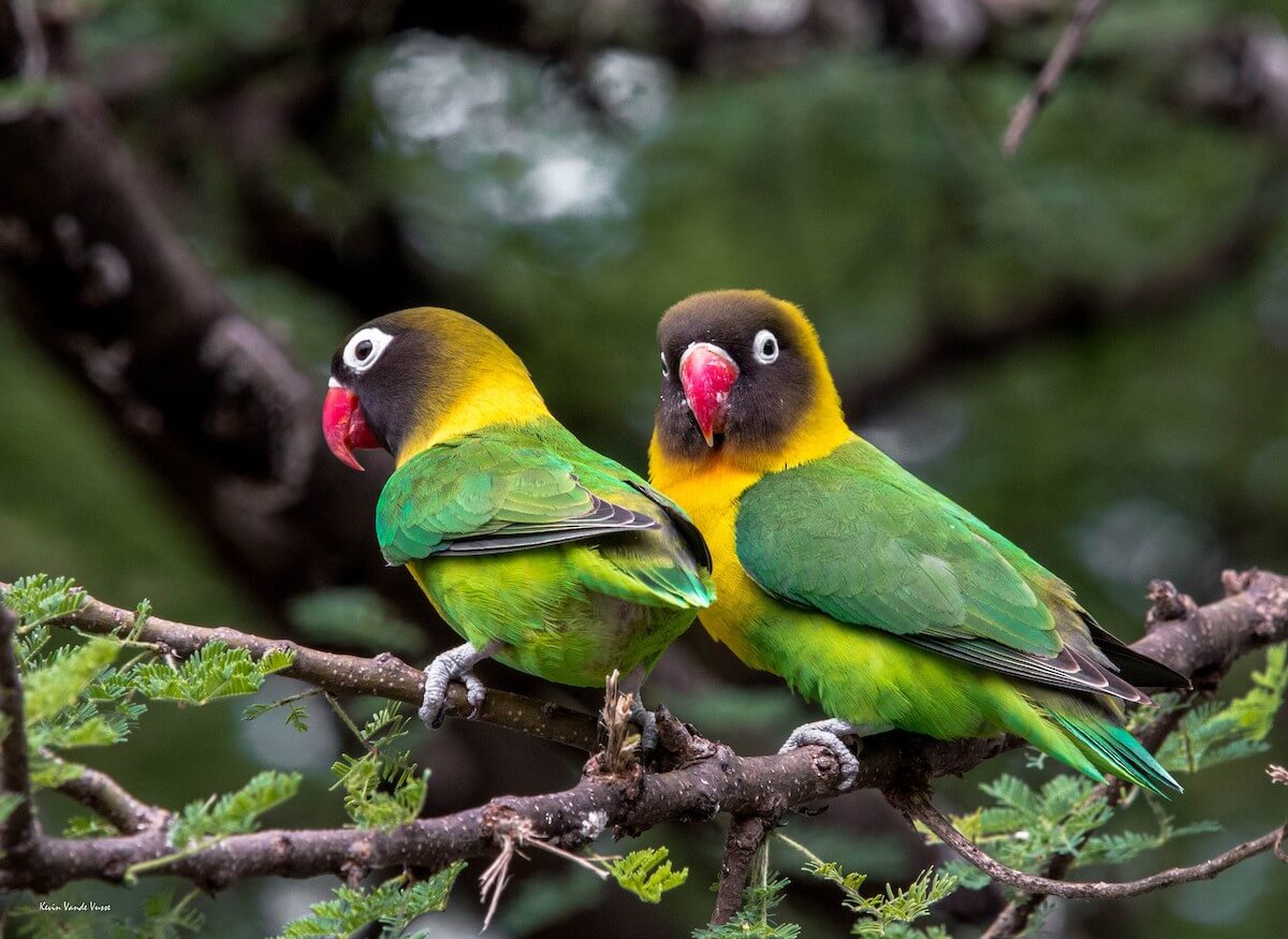 Tanzania–Rwanda–Uganda Circuit Safari