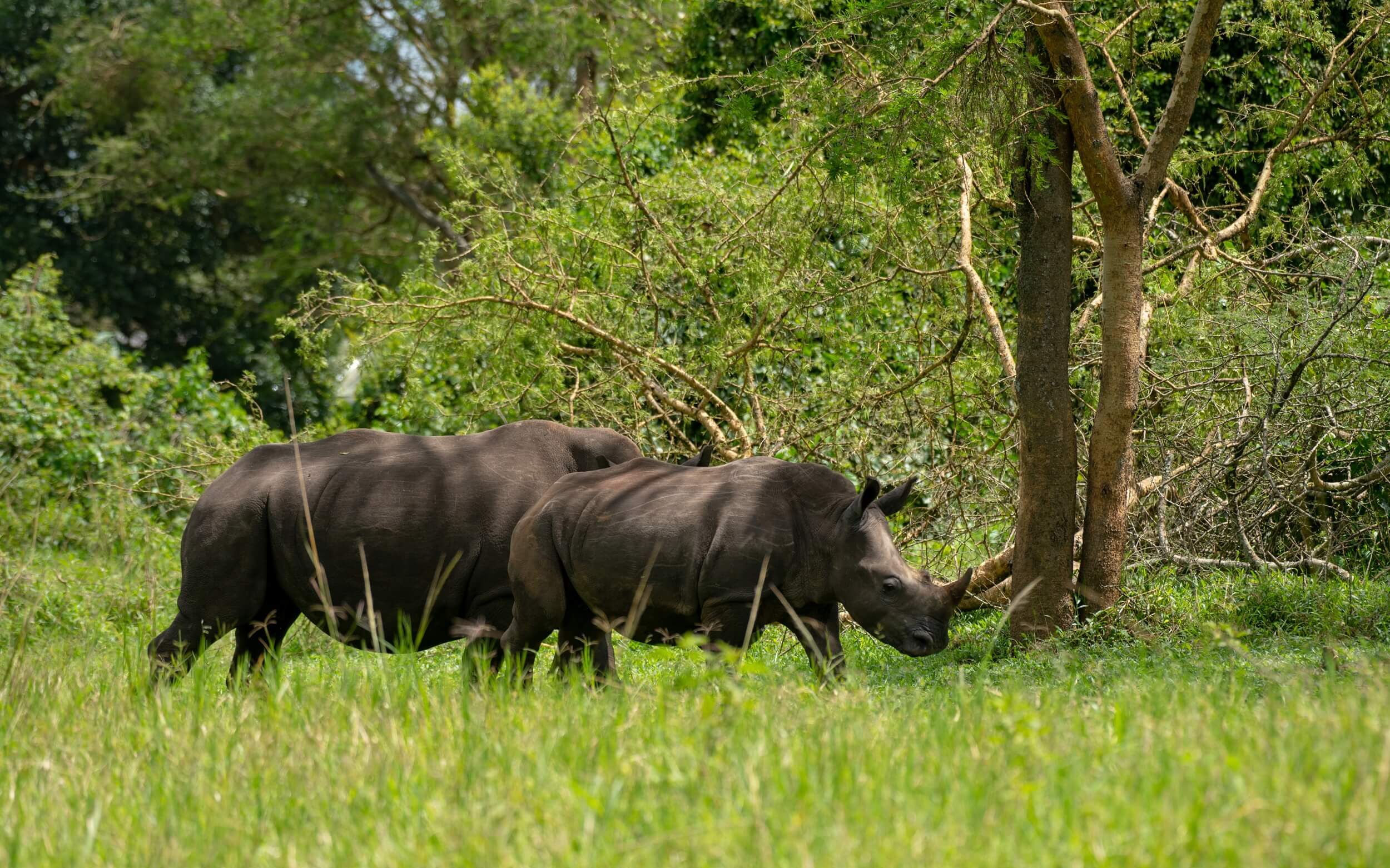 Ziwa Rhino Sanctuary-Gazelle Safari Company_8