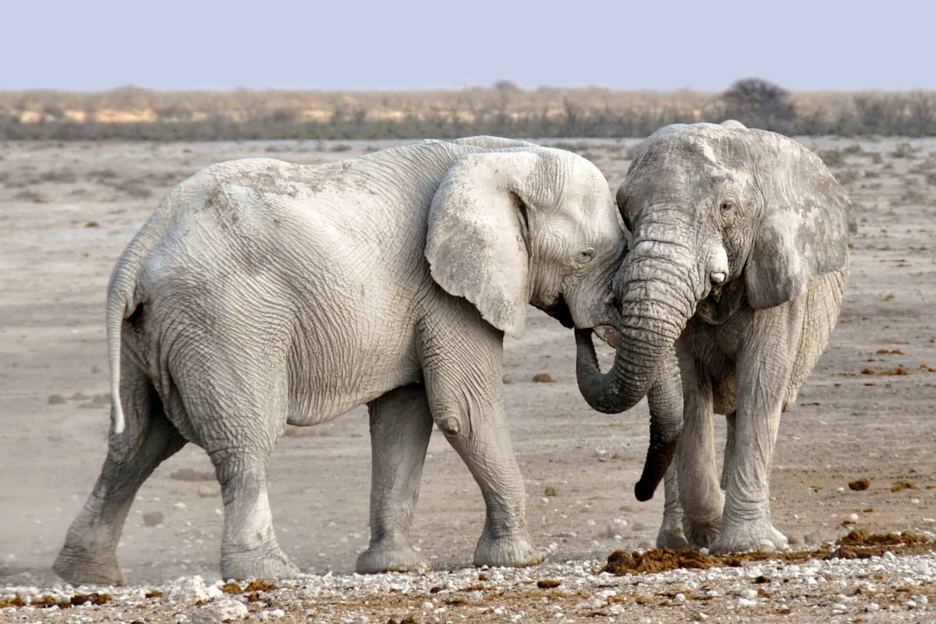Northern Namibia Expedition
