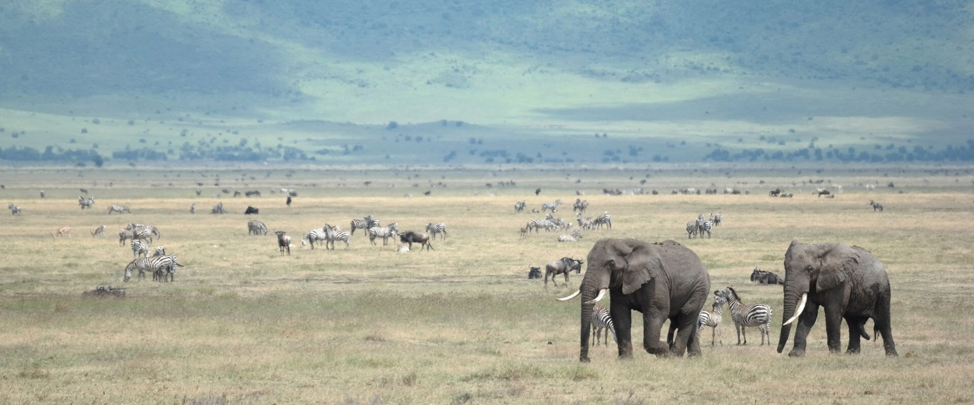 Discover Lake Manyara, Serengeti to Ngorongoro Crater