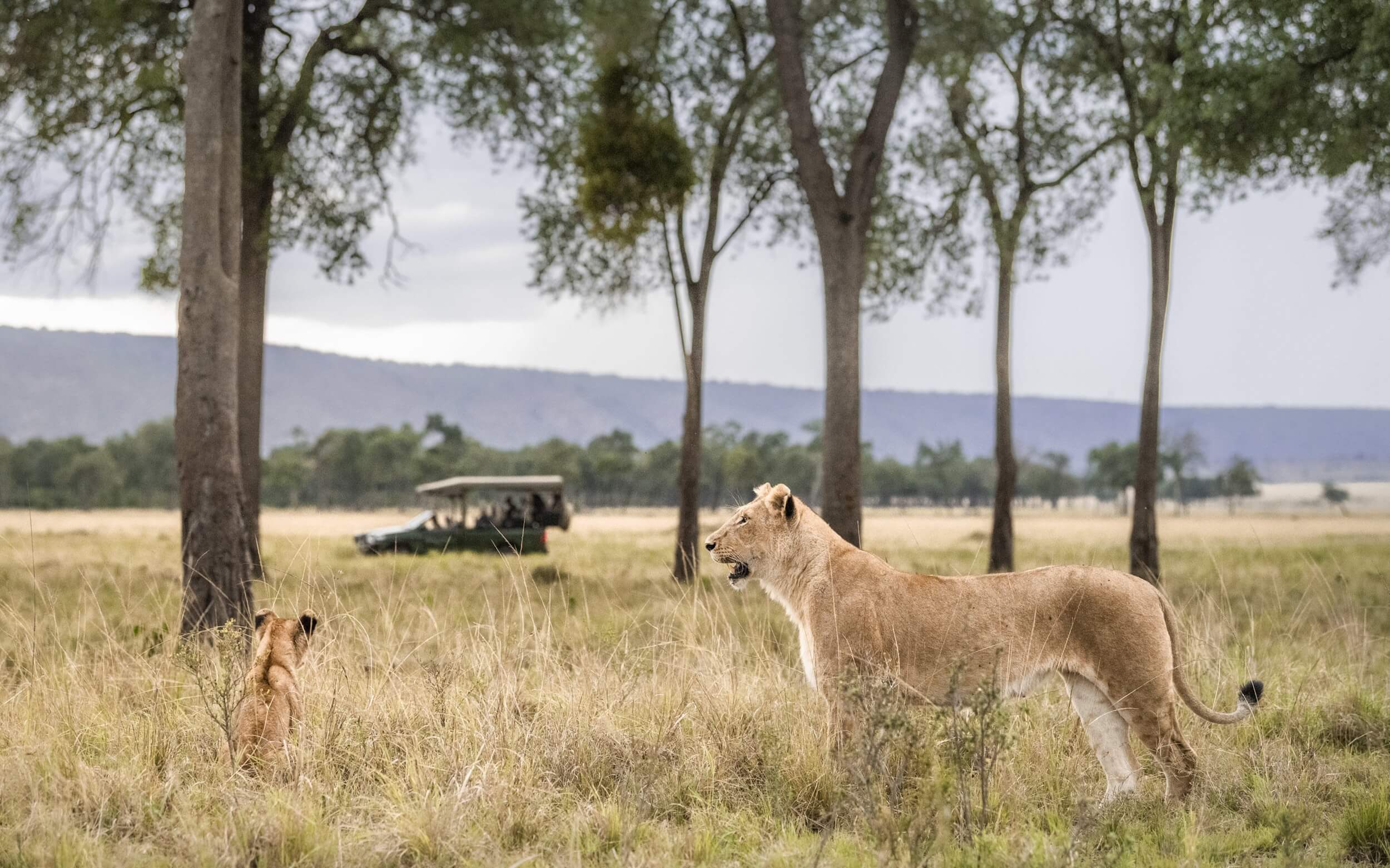 Highlights of Kenya Safari
