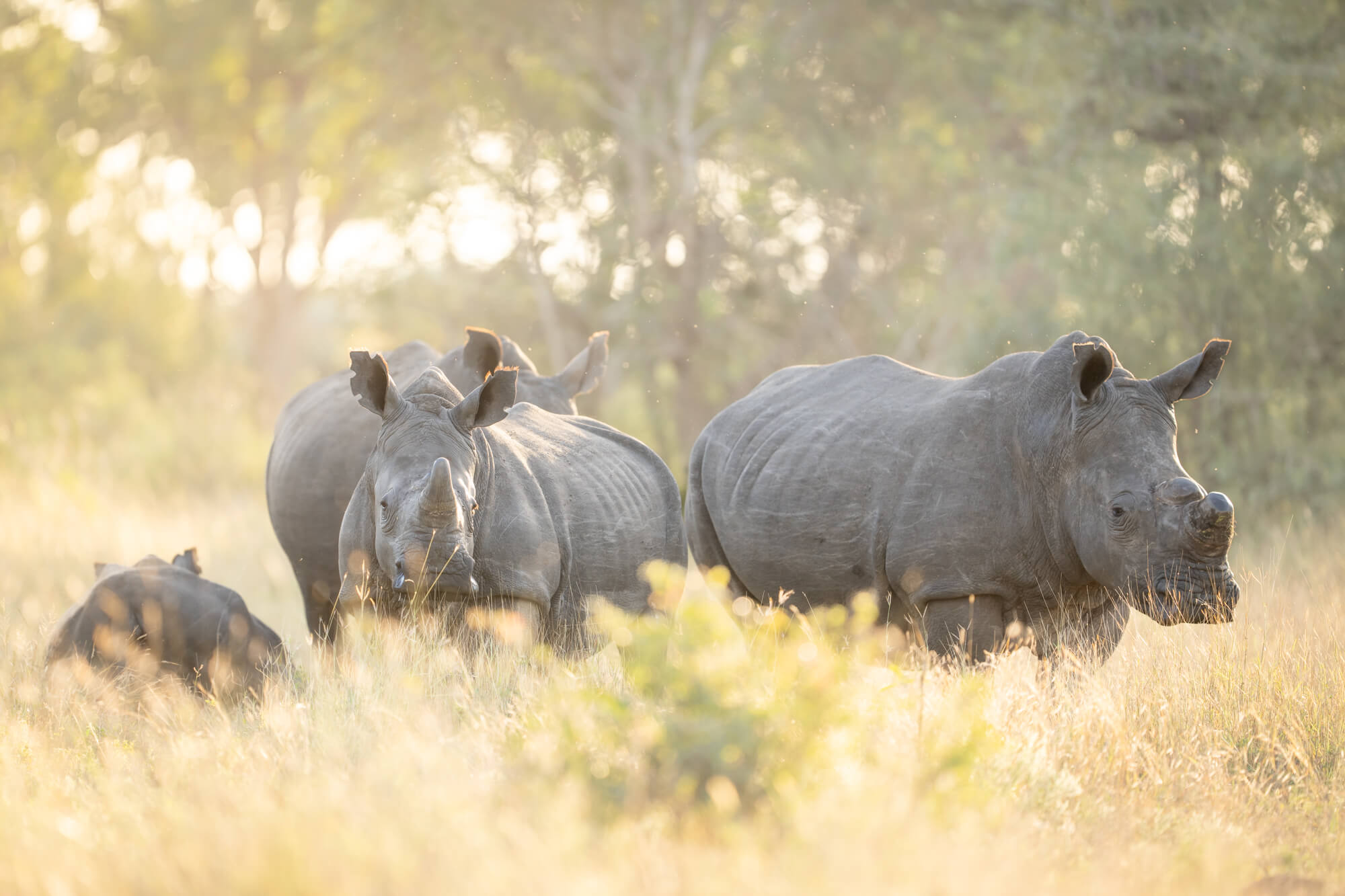 South Africa Safari