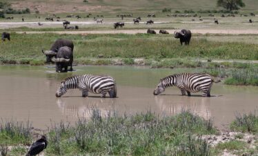 Ngorongoro, Serengeti to Lake Manyara National Park
