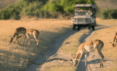 Whispers of the Kalahari