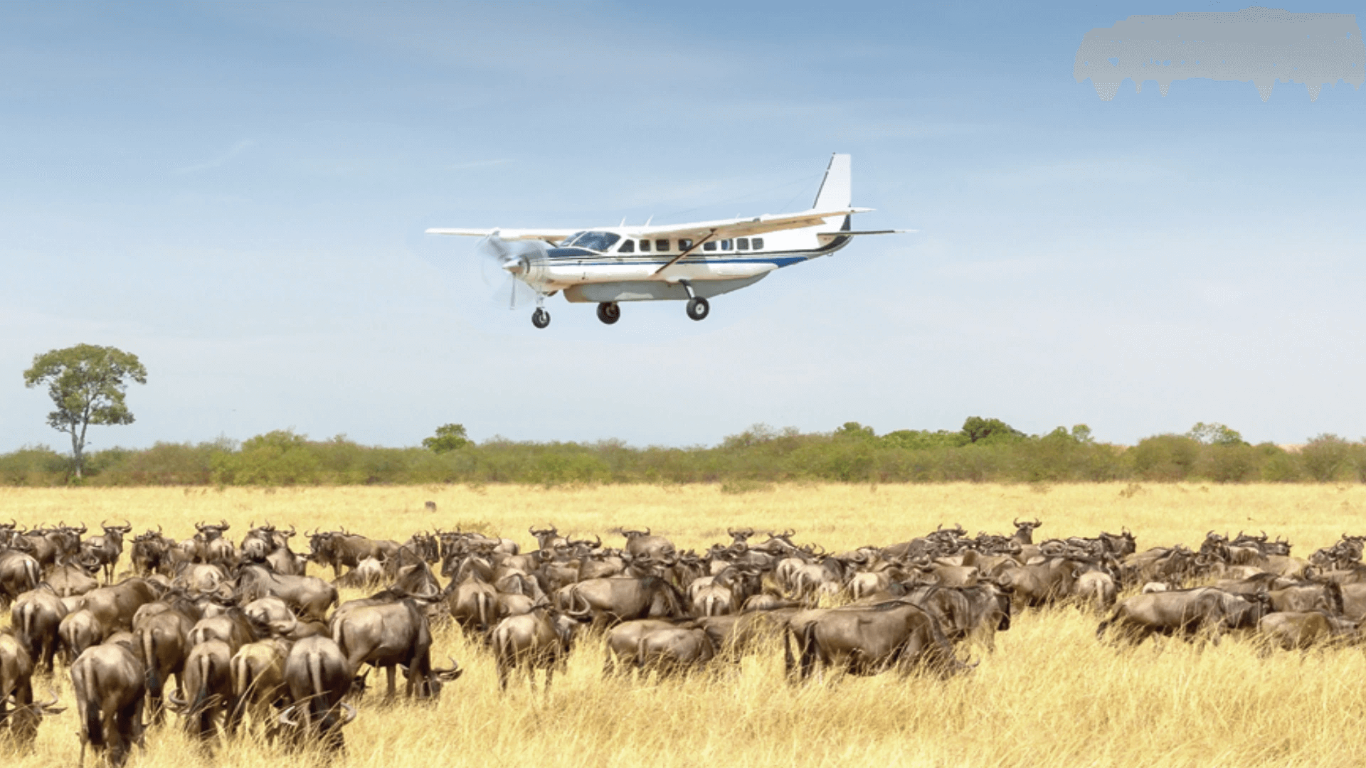 Tanzania Fly-In Safari Experience