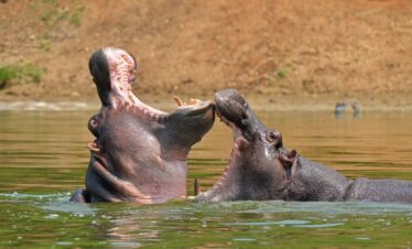 Ultimate Golf and Wildlife Experience